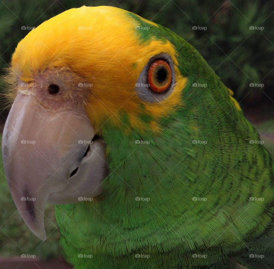 Parrot head