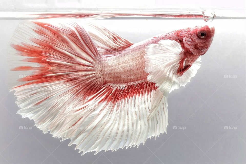 beautiful betta