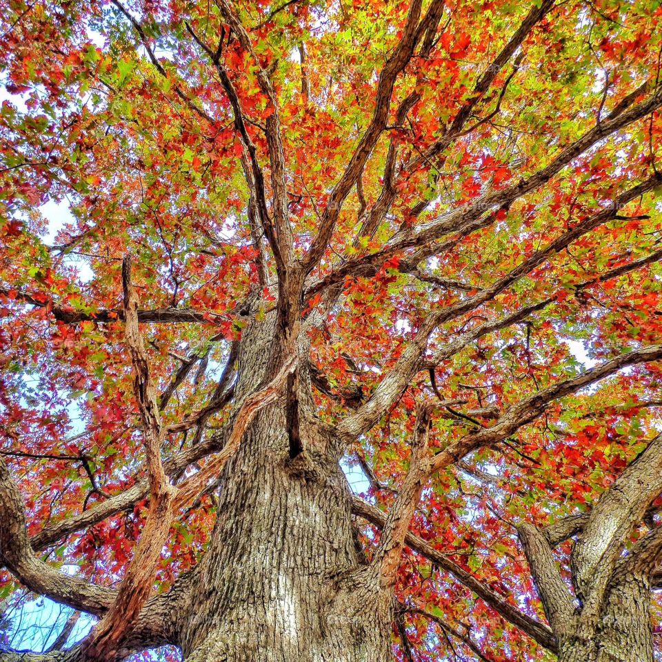 Fall beauty in Indiana. 