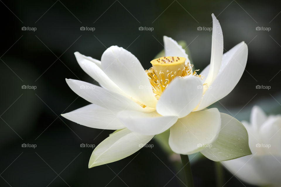 Perfect white lily portrait