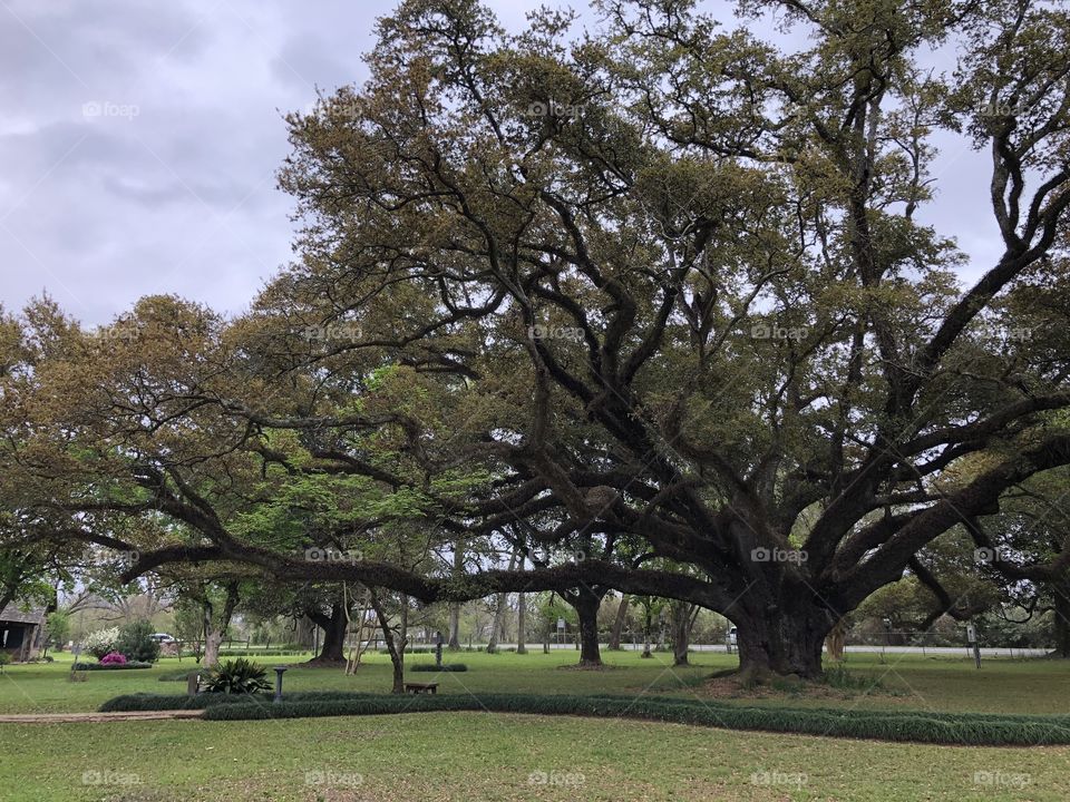 Large Tree