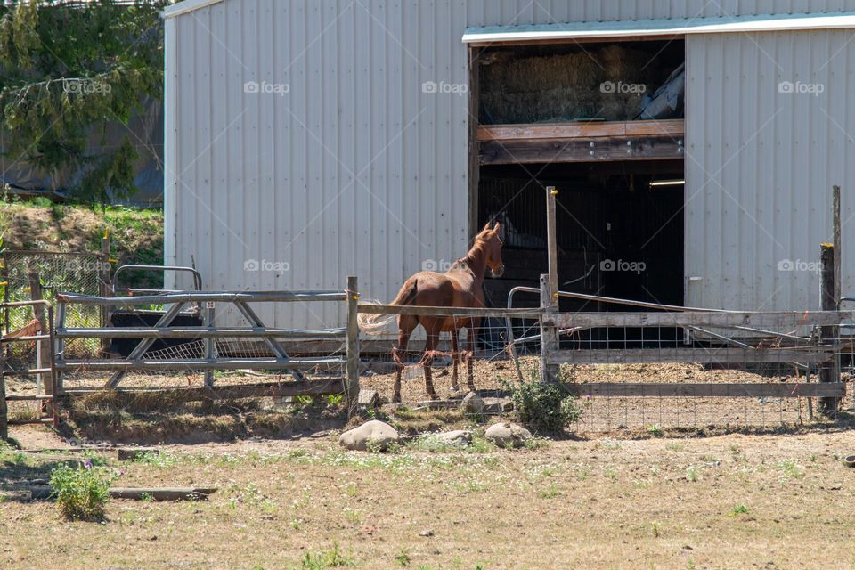 brown horse in a wood fence corral outside a gray barn on a sunny Summer day in the Oregon countryside