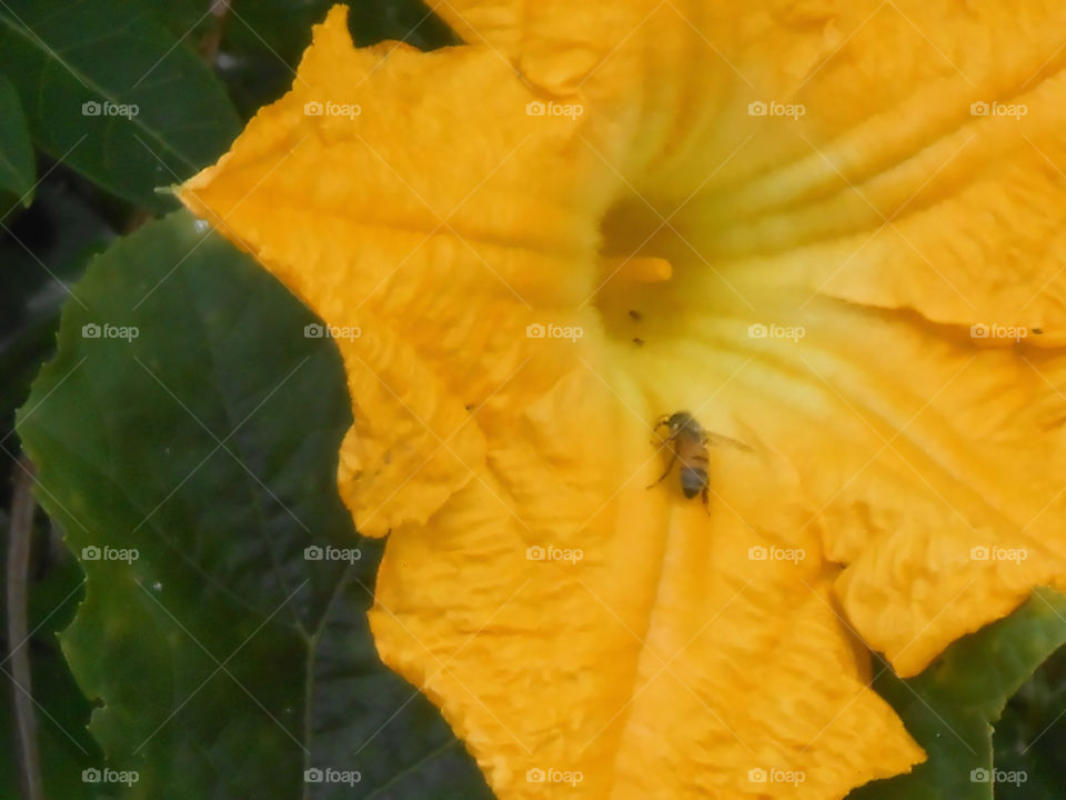 Bee on Pumpkin Blossom