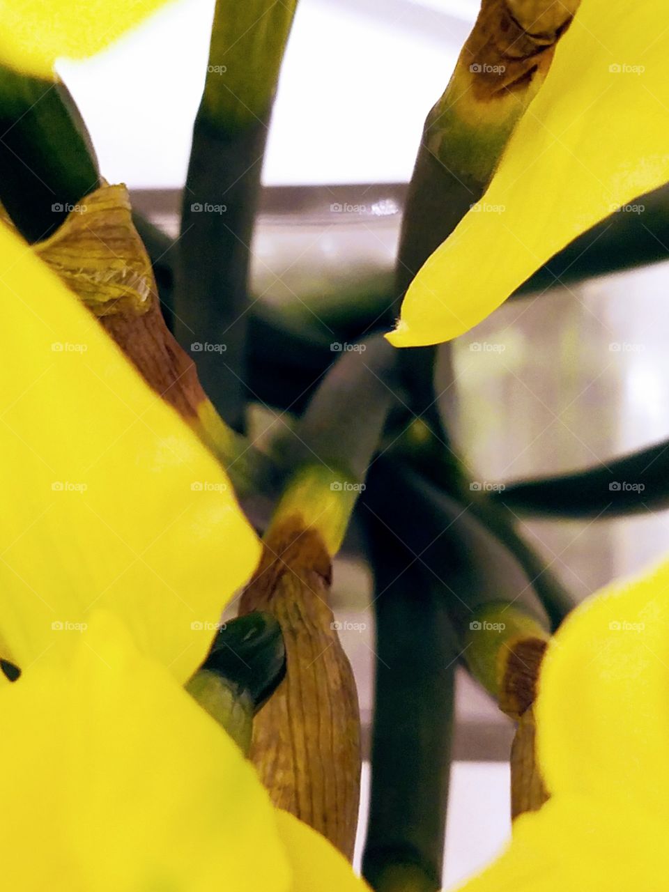 Flowers Stems Close-up