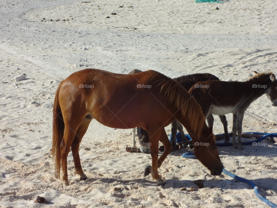 Beach horses