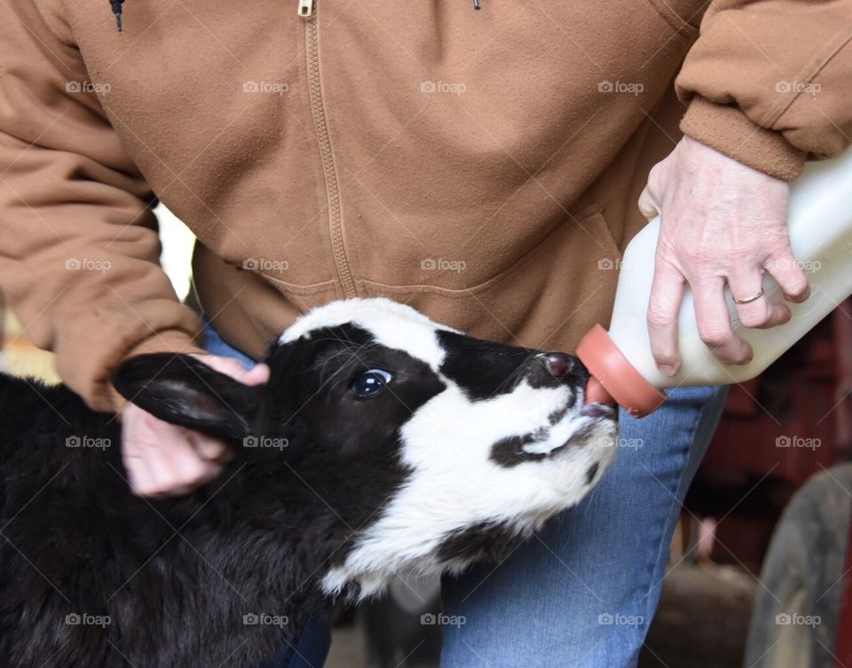 Bottle fed calf at mealtime 