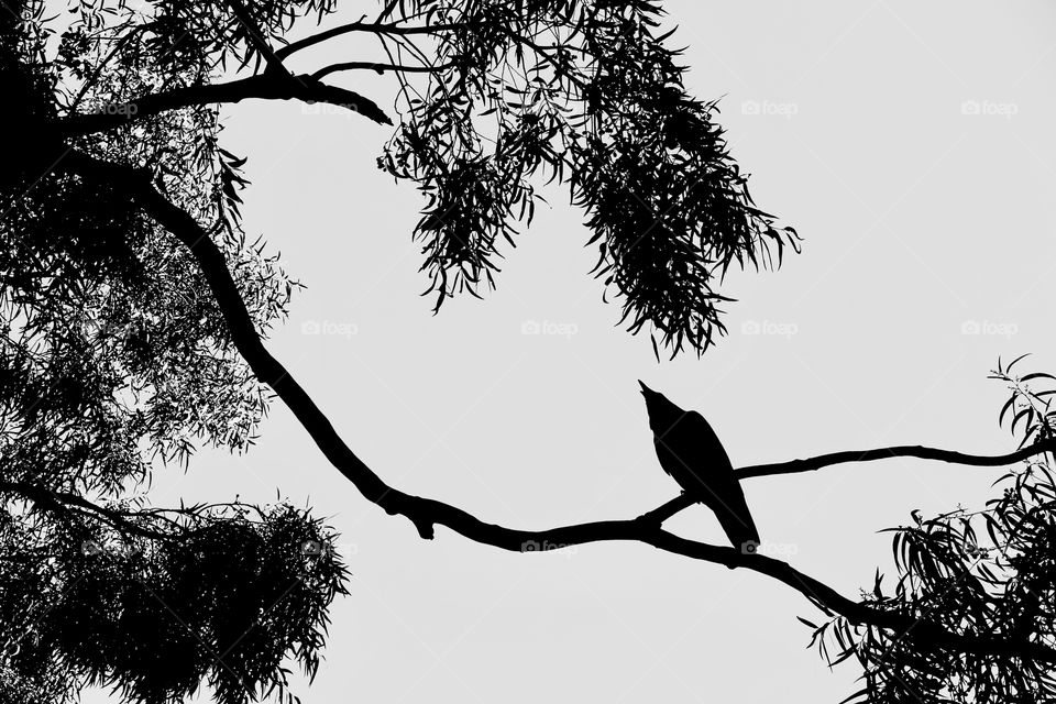 Monochrome image of a crow on the tree branch.
