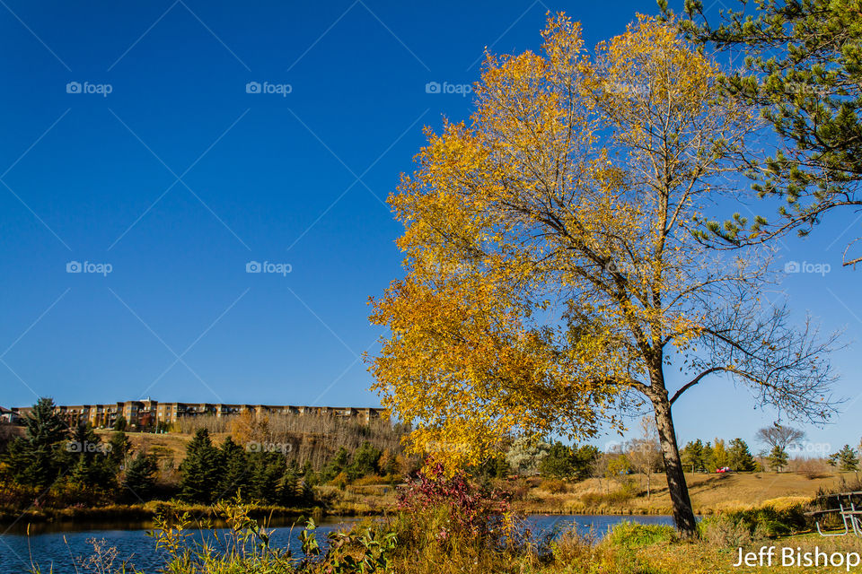 Autumn trees and idyllic lake