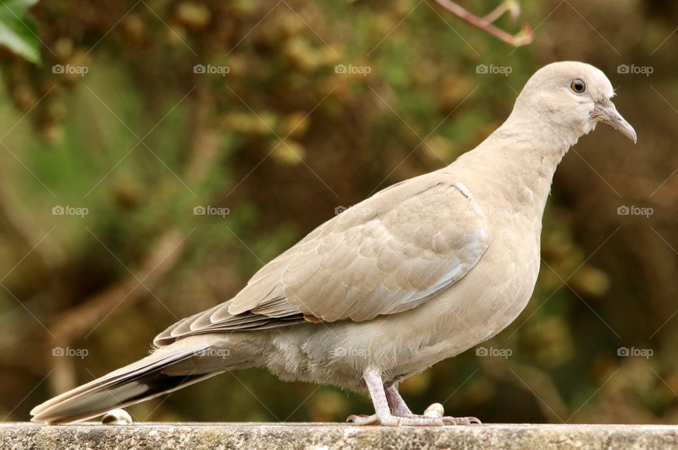 dove