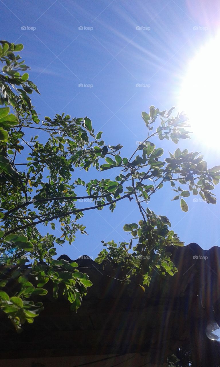 Tree, Nature, Leaf, Flora, Branch