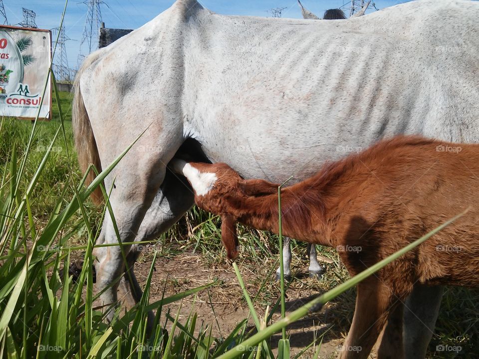 Baby animals