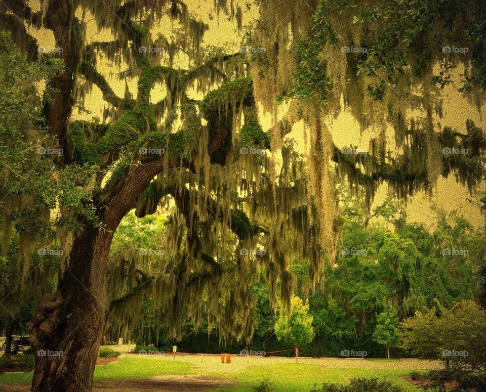 Live oak tree