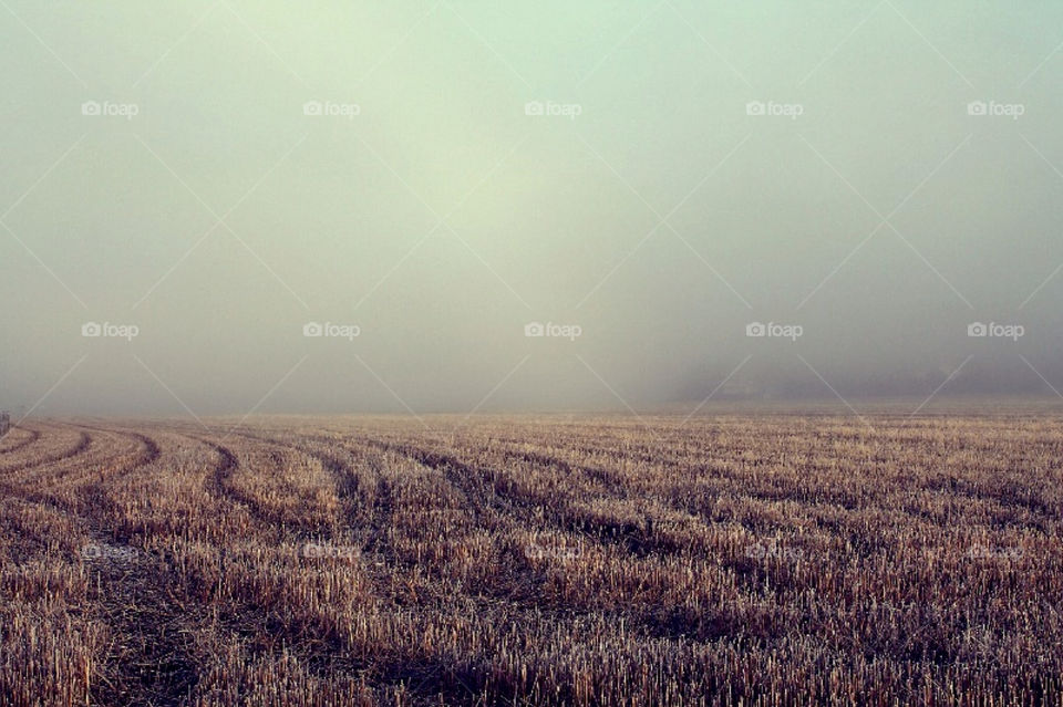 field morning cold houses by merethe