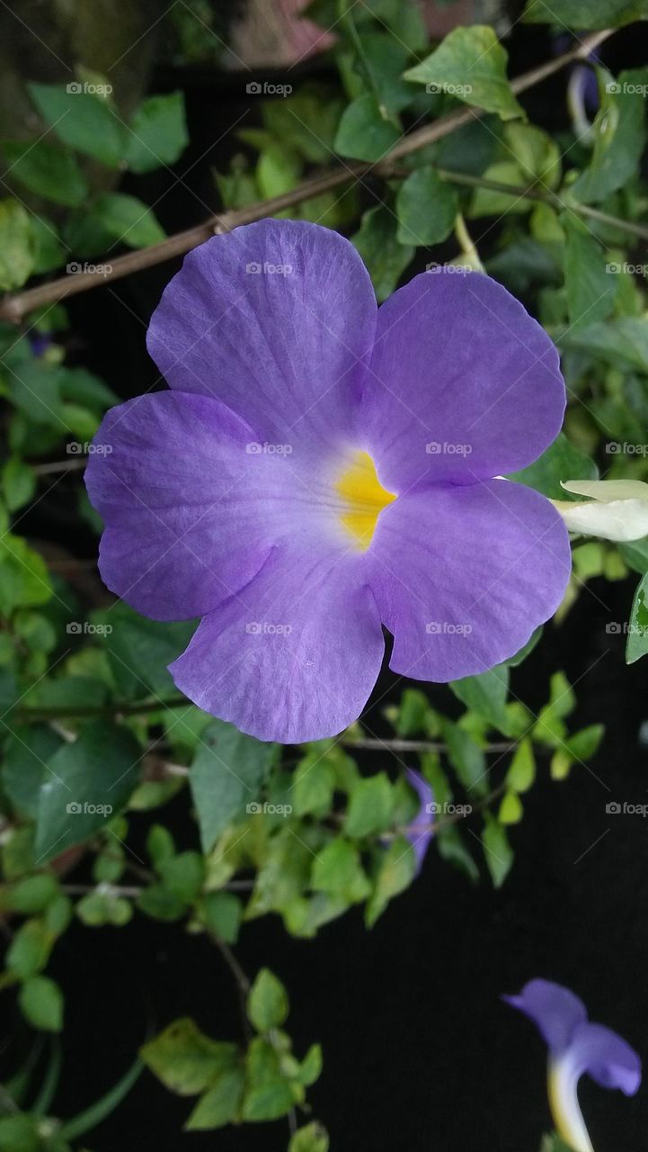 garden flowers captured