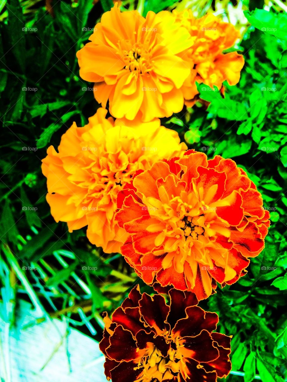 Marigold