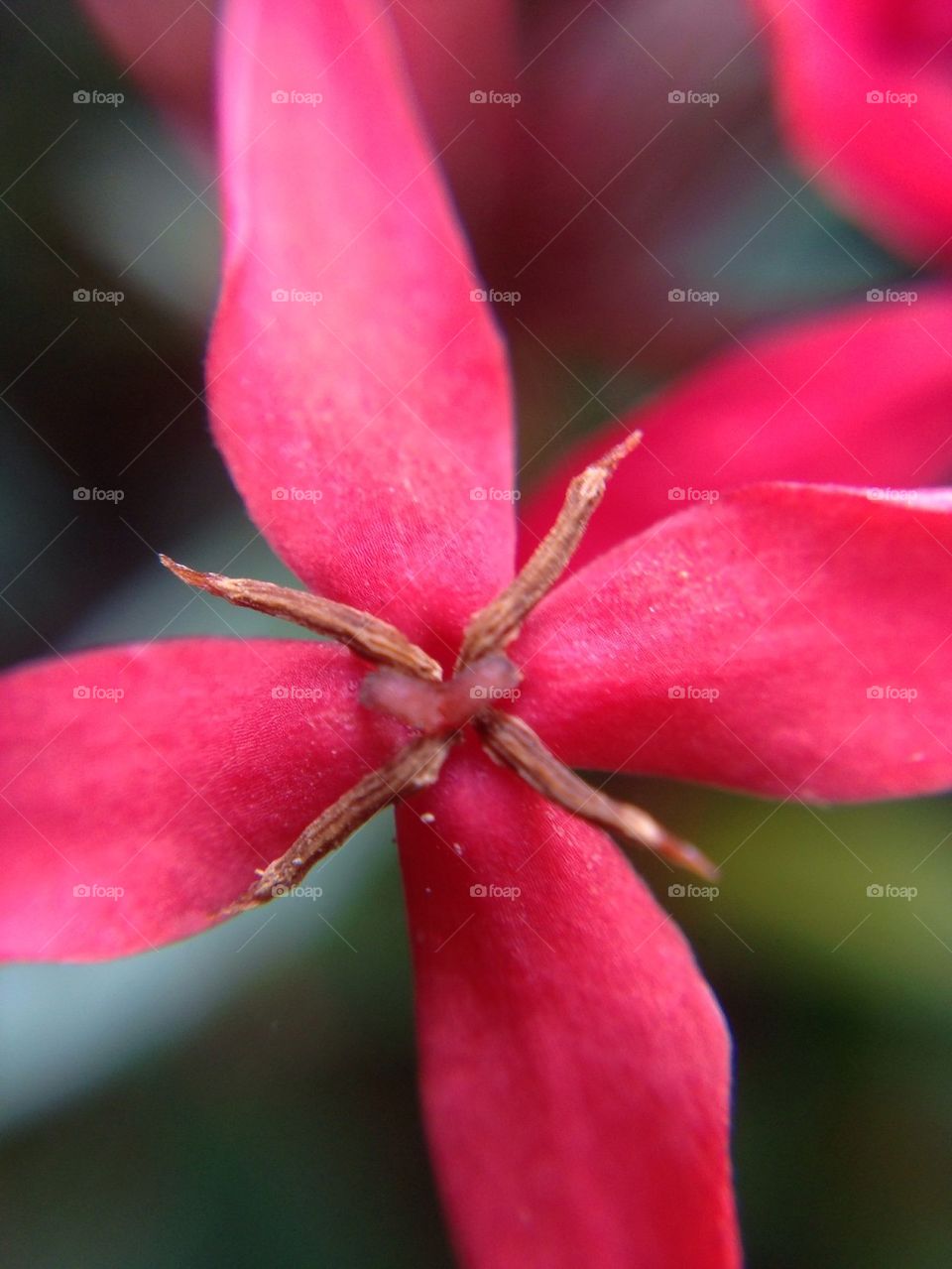 Red flower