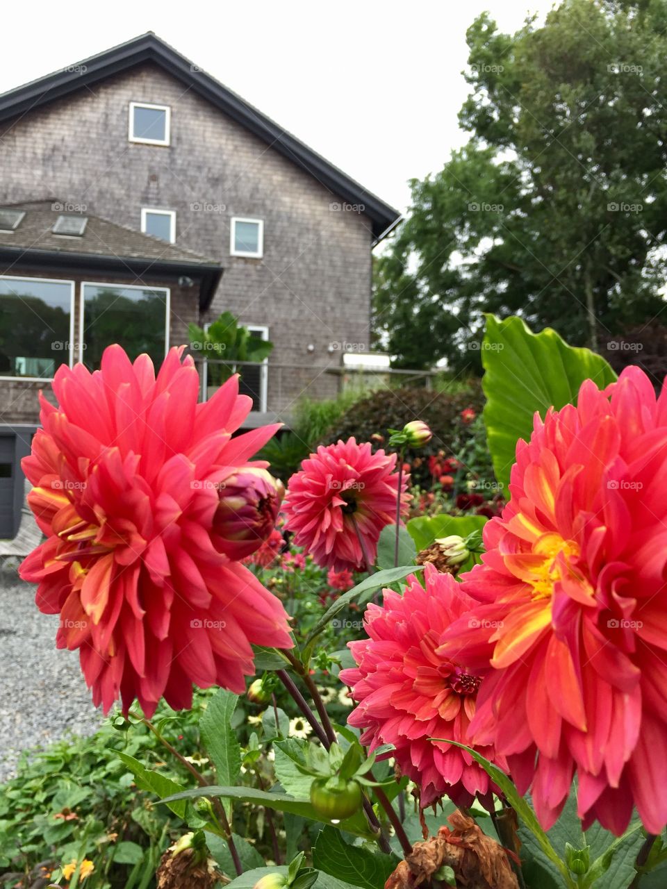 Martha's Vineyard Gardening 