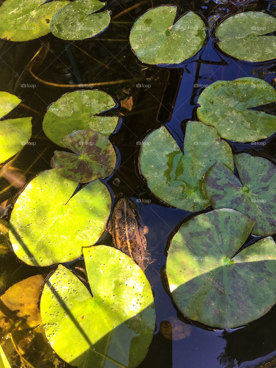 The Lilies in a garden pond and a frog. Home gardening ideas. Nature in the garden. 