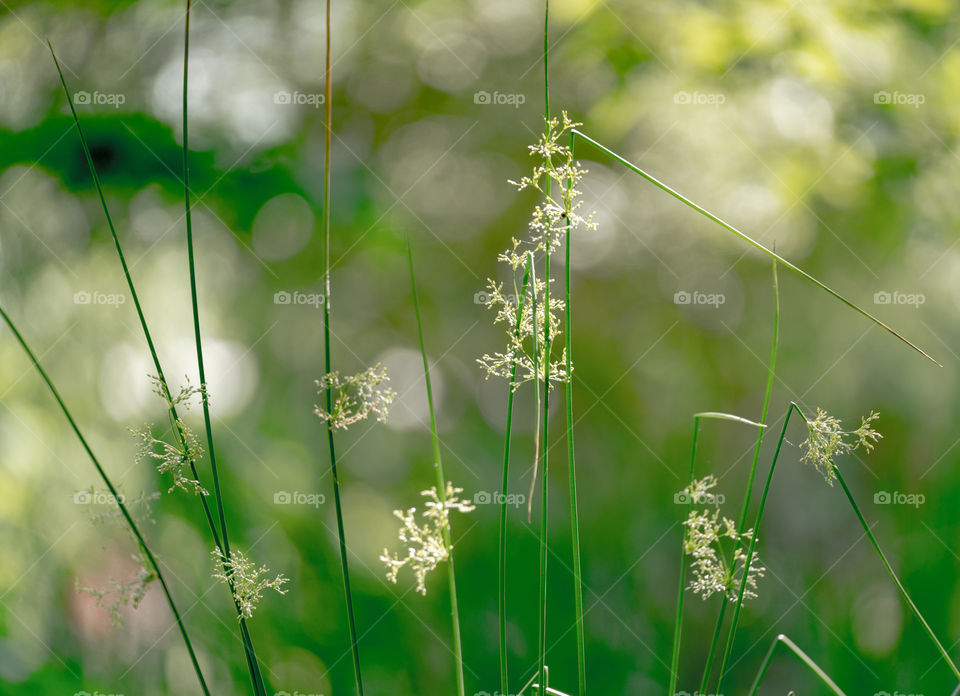 green grass