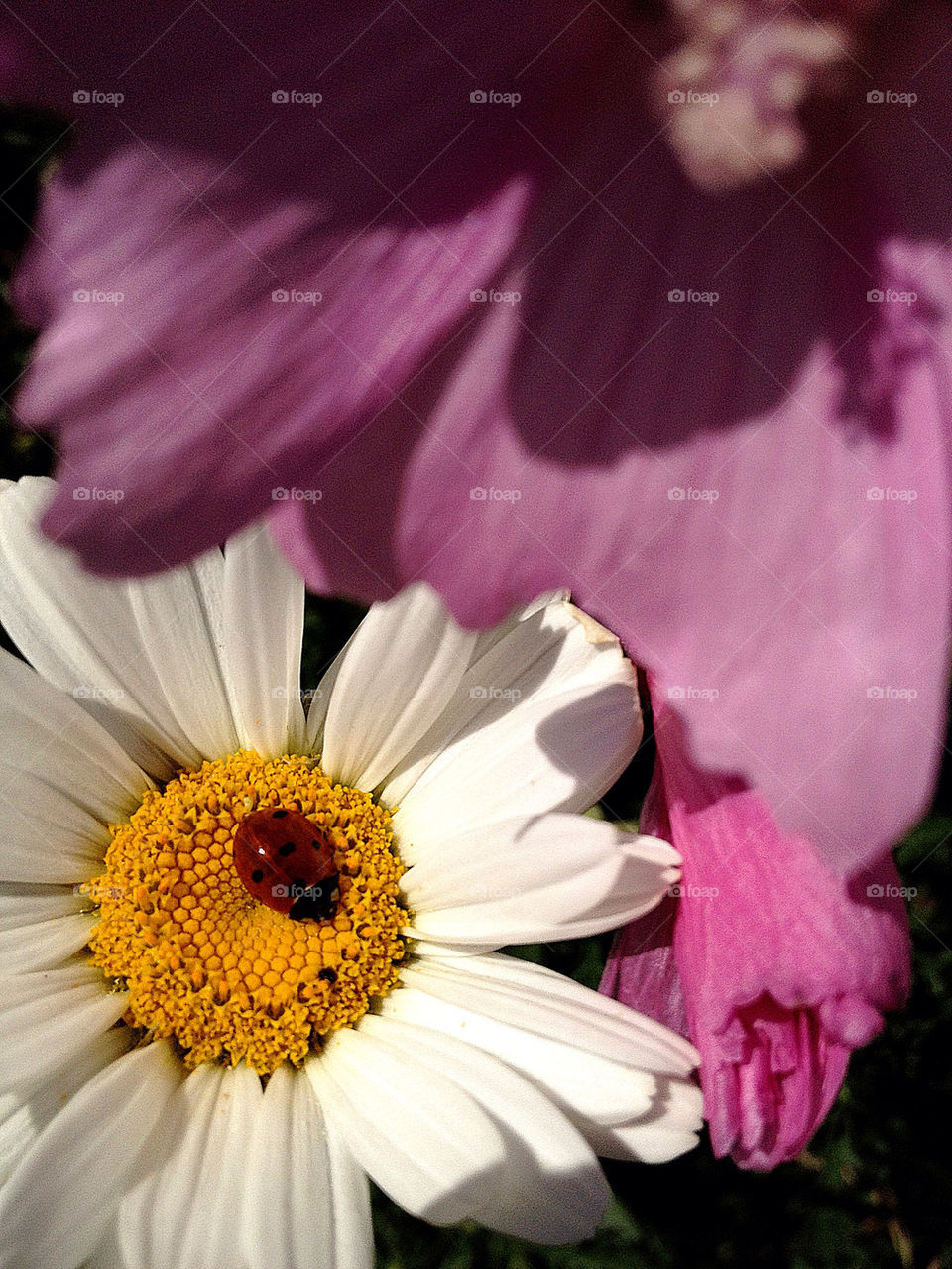 sweden gul bug ladybird by elluca