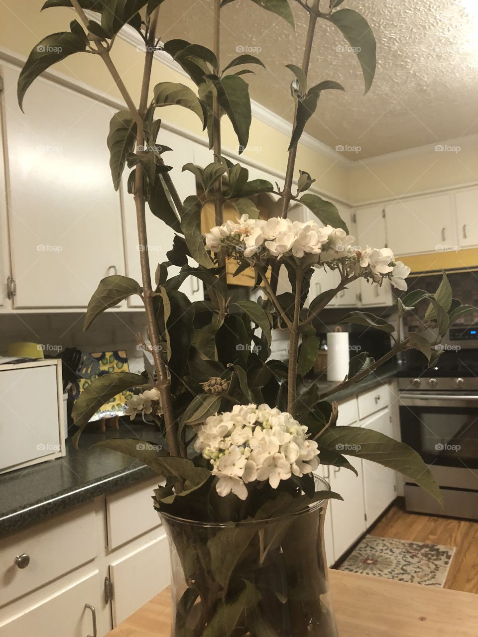 A white snowball tall bouquet from my garden that sits in my kitchen. 