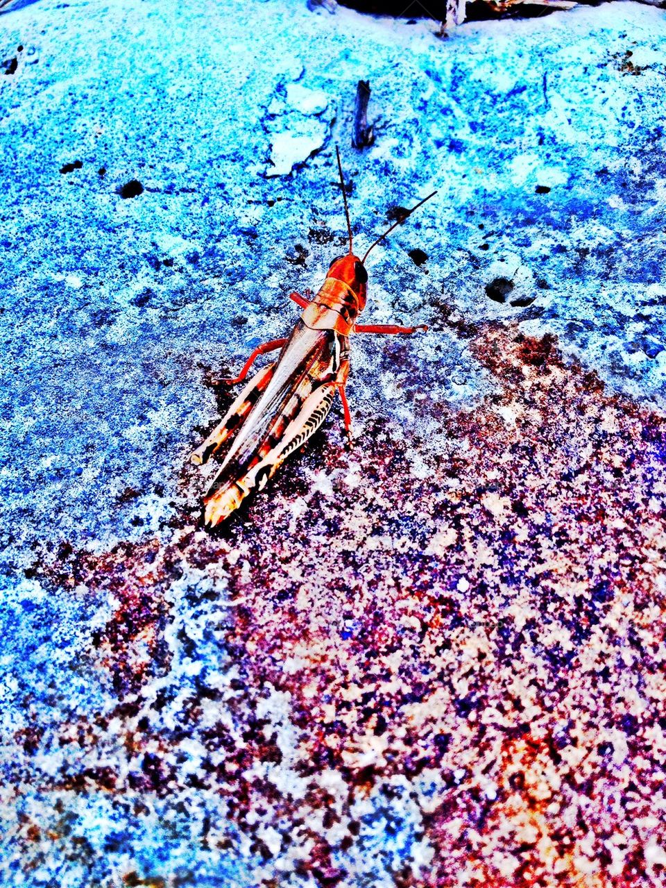 Grasshopper on concrete