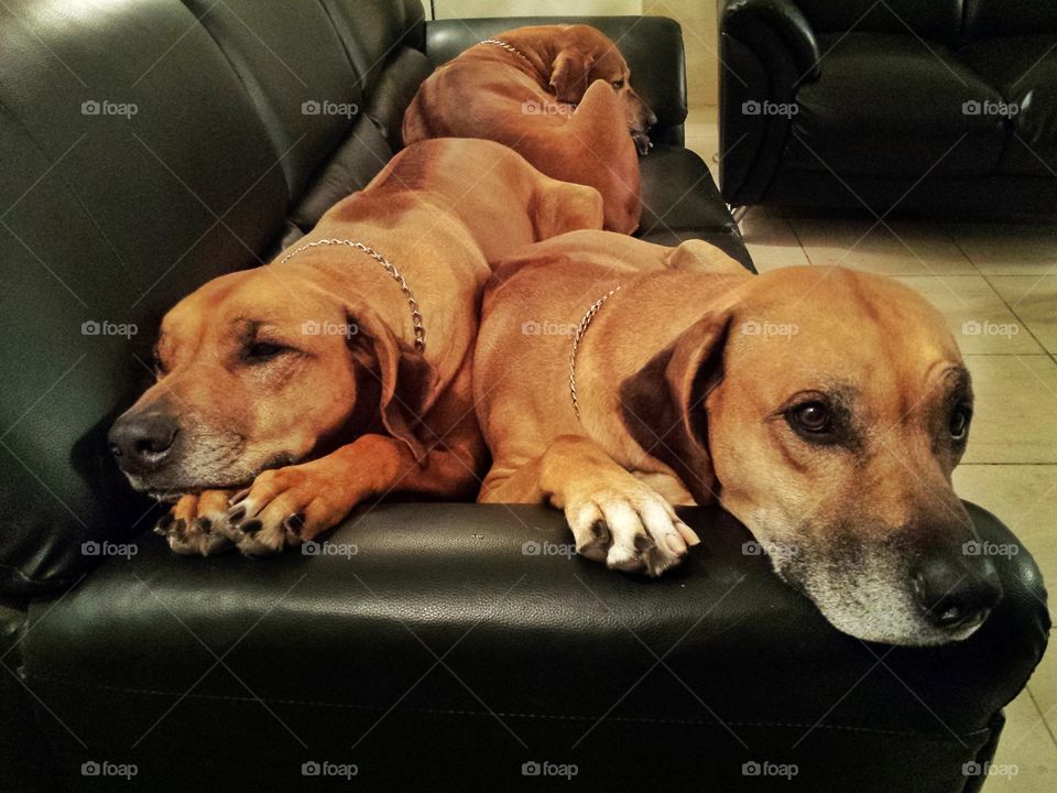 Can you guys please move??? Gets me these looks; ummm, no, we won't move .. and one of them is even  pretending to SLEEP 😂😂