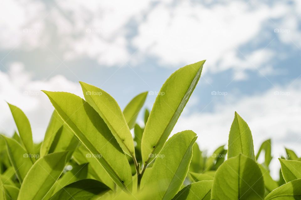 composition with green color