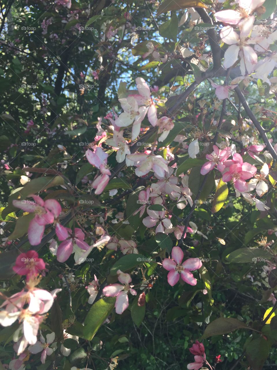 Pink blossoms in late afternoon sun
I think they're choke cherries 
Meridian Park 