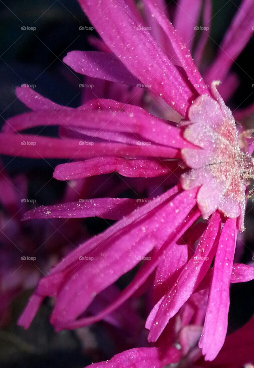 Fringe flower