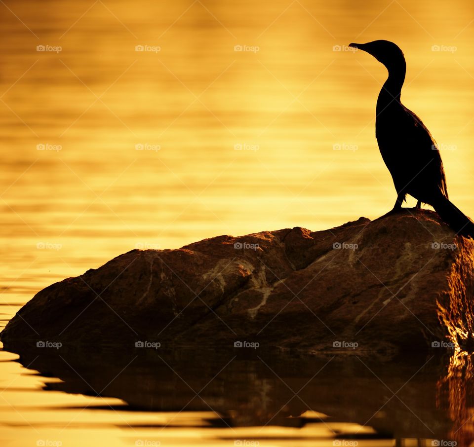 silhouette of a bird enjoying the golden hours