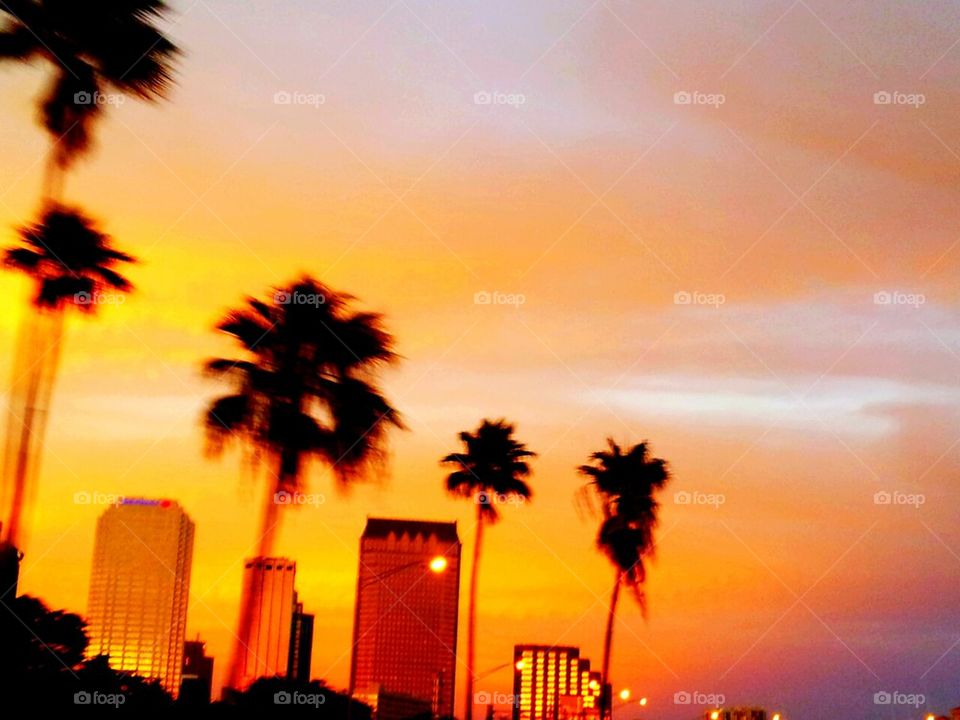 Tampa skyline at sunset