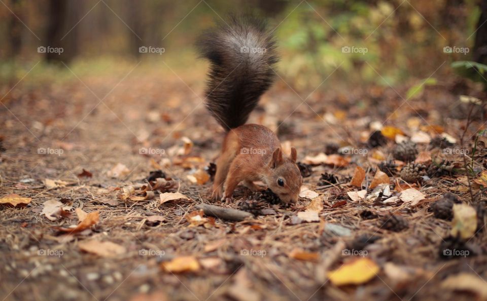 Charming squirrel