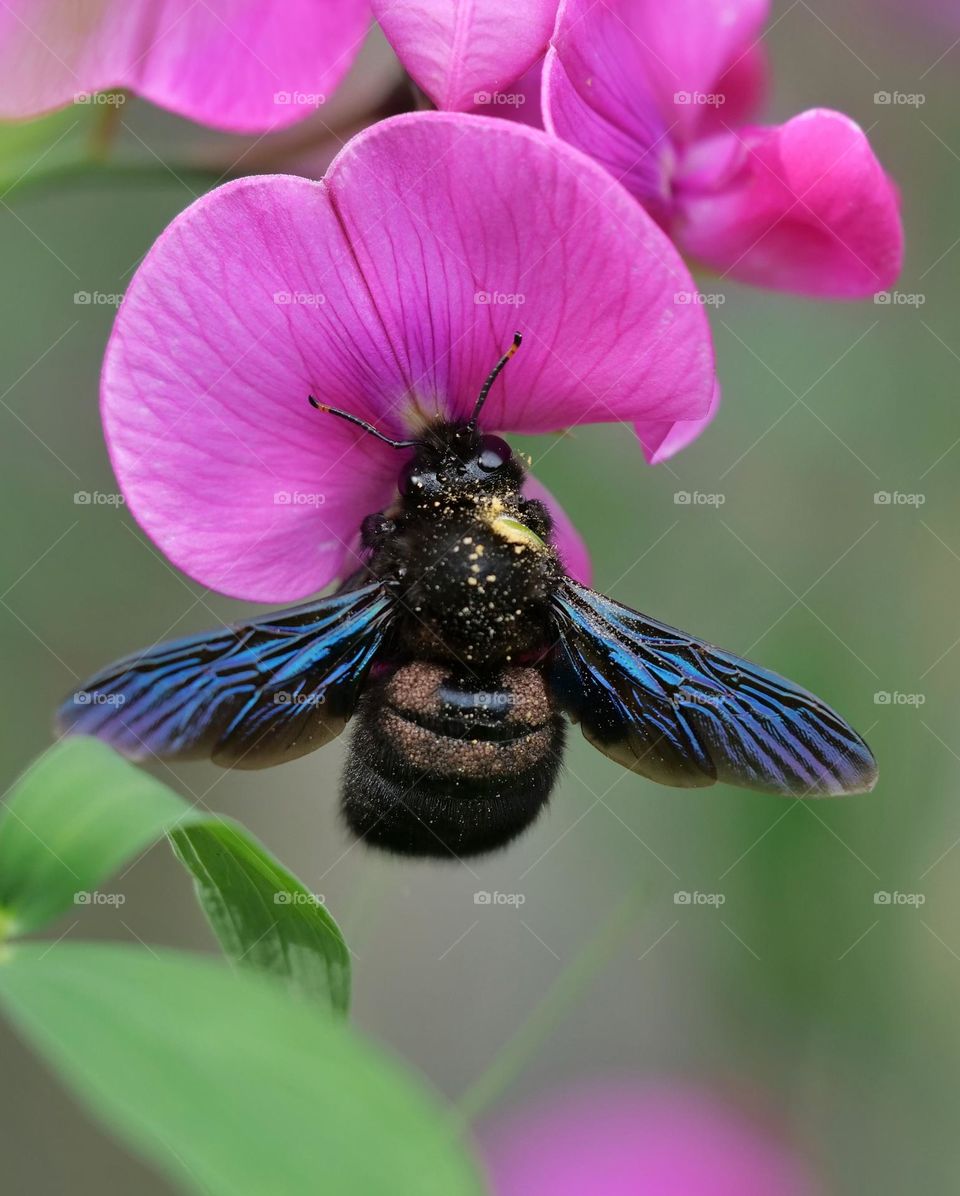 Beautiful summer guest in my garden