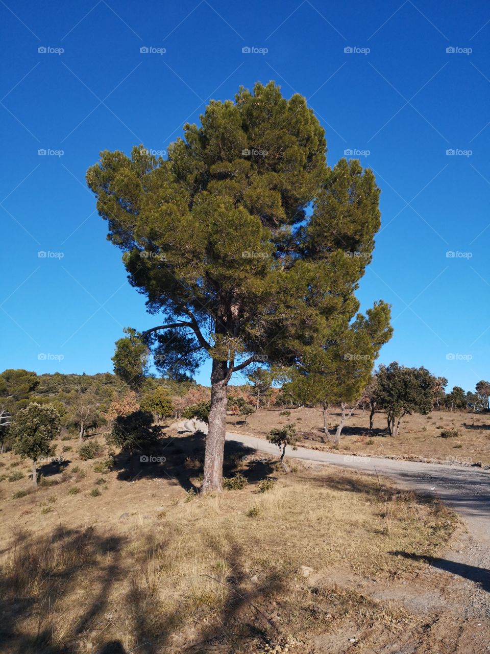 Tree. French. Alpes Haute Provence