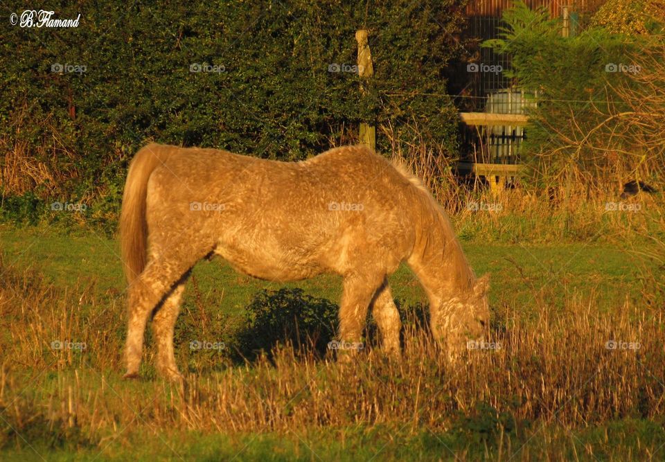 Grazing peacefully