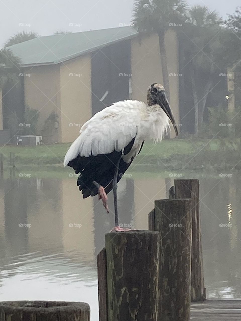 Big bird on a pier at a lake