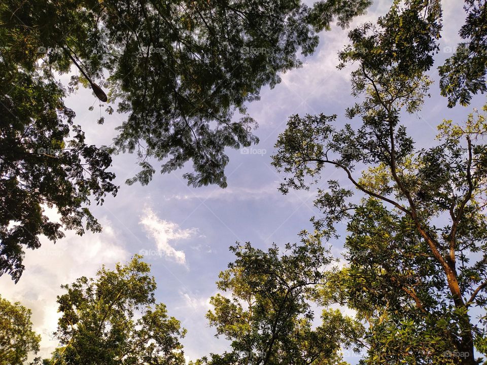 View under the trees, beautiful background