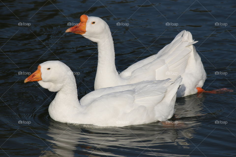 Posing gooses
