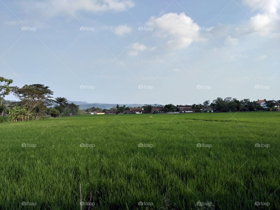Rice field