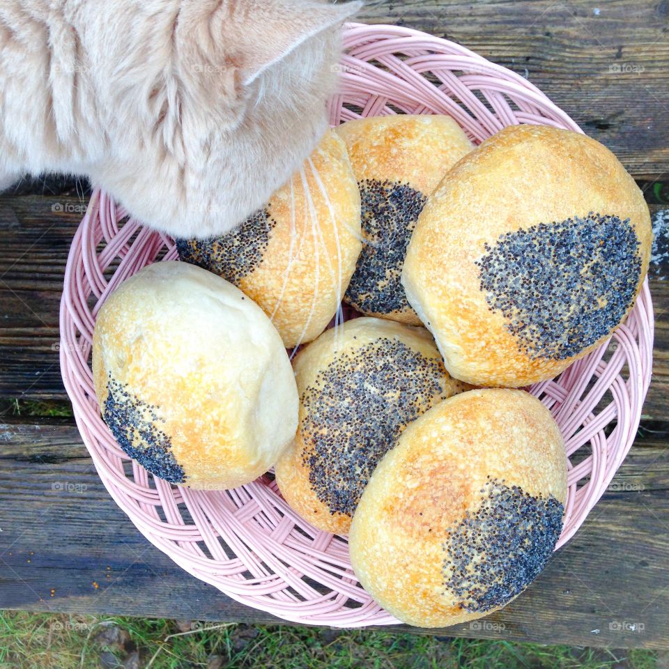 cat and bread rolls