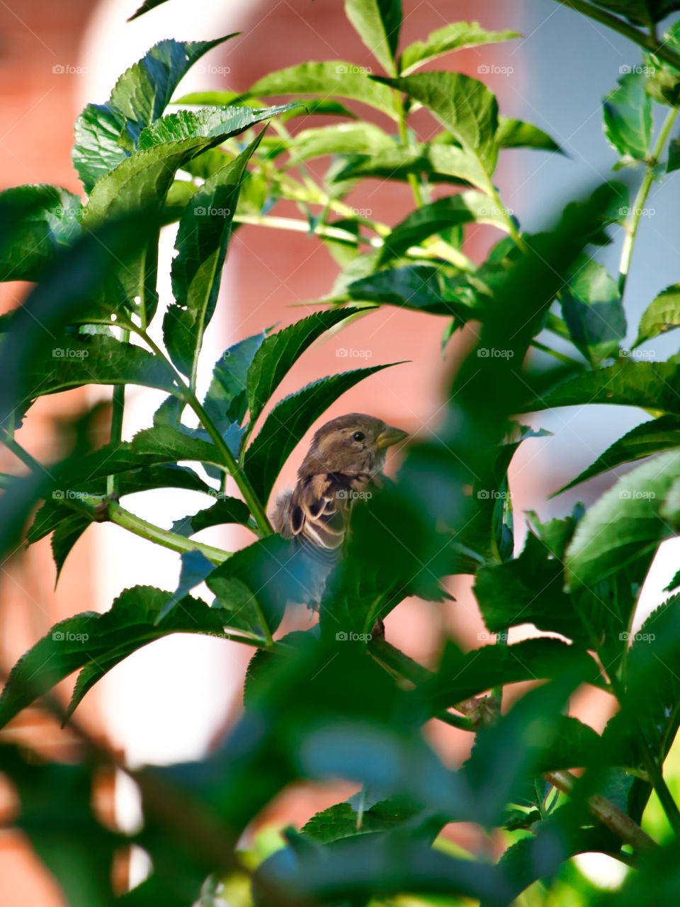 Baby birds in the bushes