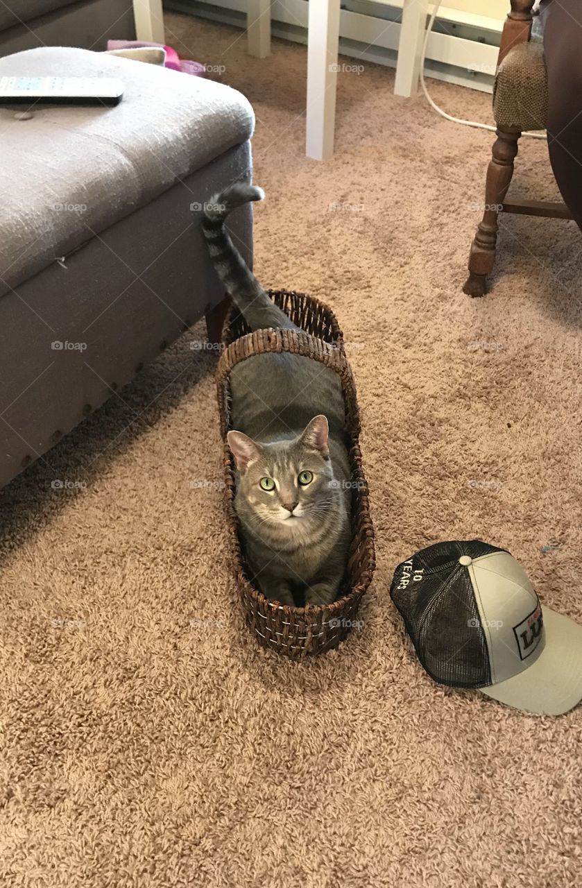 Cat, Beach, Portrait, Mammal, One