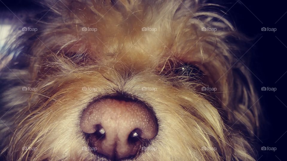 My dogs nose