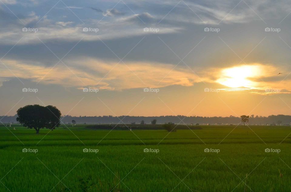sunny morning in the rice fields