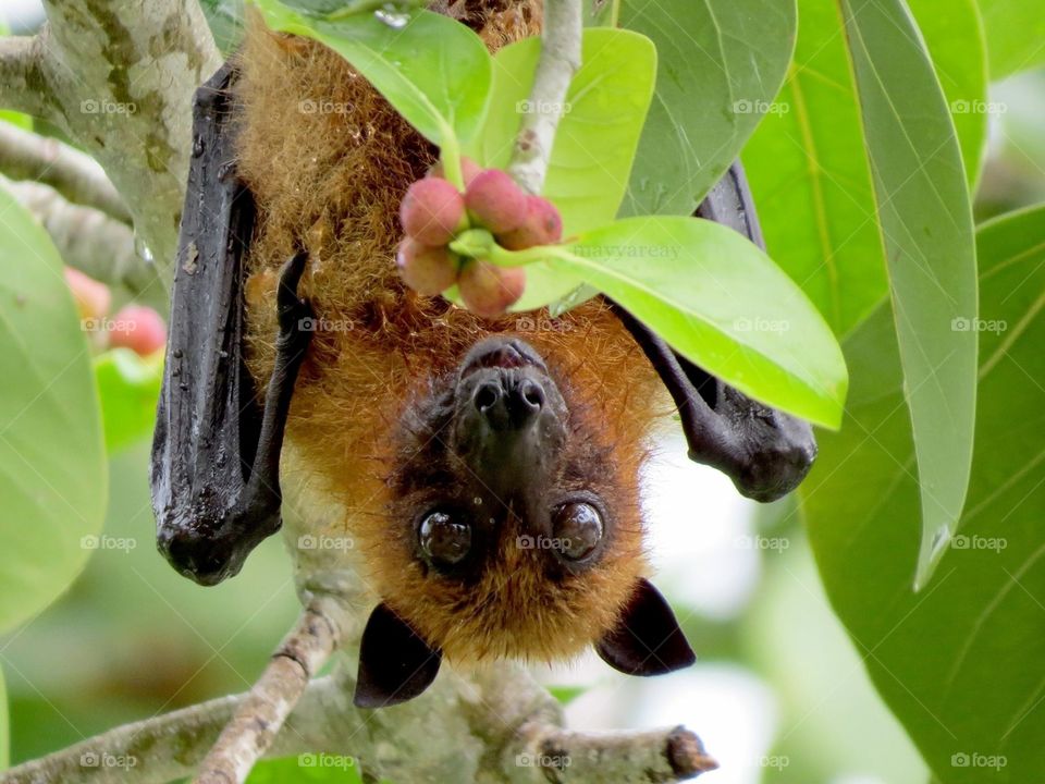 Bat 🦇 Maldives 🇲🇻 