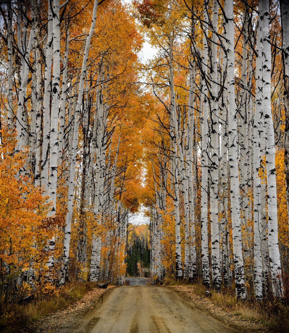 Aspen Alley 2018
