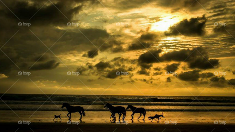 beautiful ecuador montañita. 🐴🐶