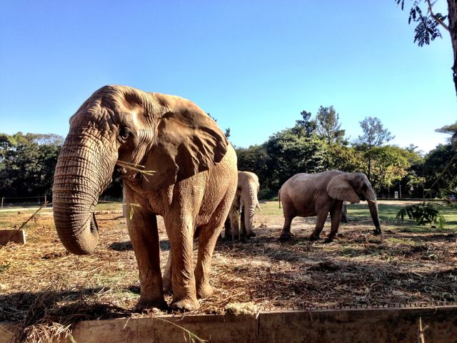 Elephant 