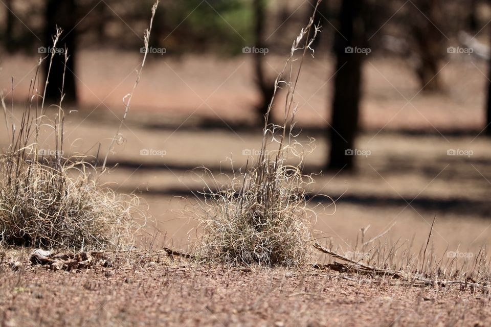 Clumps of native lemon grass also known as Tucker Bush, used by the aborigines to treat flu and cold among other symptoms. Found in the Flinders Ranges area of South Australia 